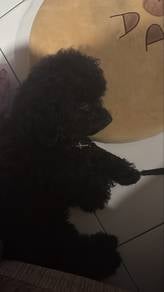 toy poodle short leg