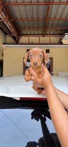 Dashchund