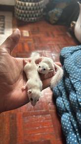 Dormouse high pied
