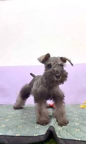 Schnauzer female salt pepper mka