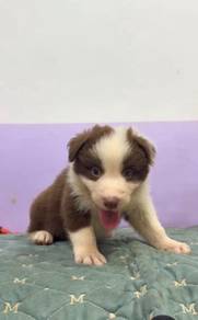 Border collie chocolate tri color