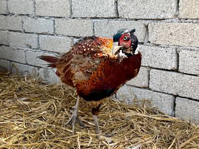 Burung kuang / ring neck pheasant