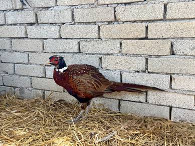 Burung kuang / ring neck pheasant
