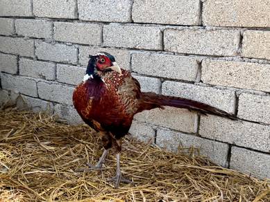 Burung kuang / ring neck pheasant