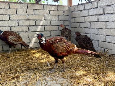 Burung kuang / ring neck pheasant