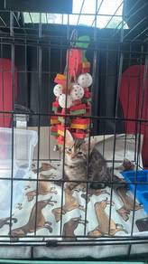 Anak Kucing Bengal