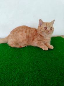 BSH munchkin