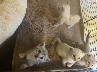 cat mix breed