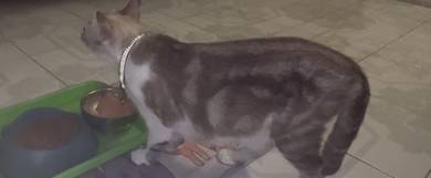 American short hair mix siamese cat
