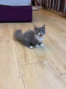 Bicolor Munchkin kitten