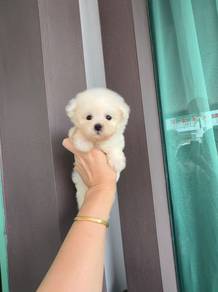Male Bichon puppy