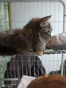 Brown Tabby Kitten
