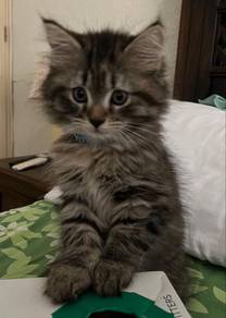 Mainecoone Tabby Kitten