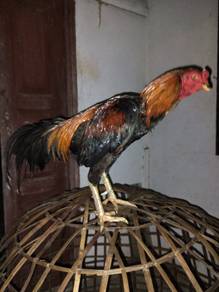 ayam sabung jalan