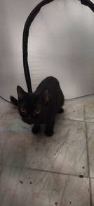 Kucing baka munchkin (kaki pendek)