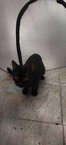Kucing baka munchkin untuk dilepaskan 