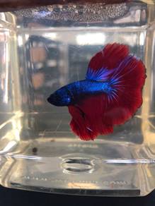 Ikan Betta HM