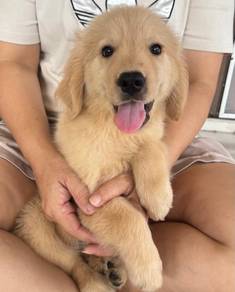 Golden retriever 