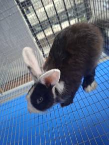 Rabbit mix
