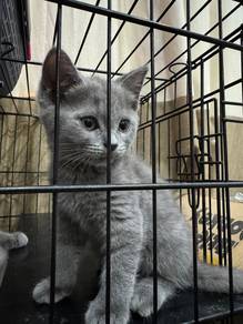 British Shorthair (Big Bone)