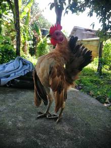 ayam serama