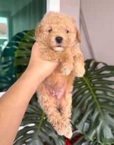 Toy Poodle