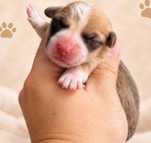 Bicolour Corgi