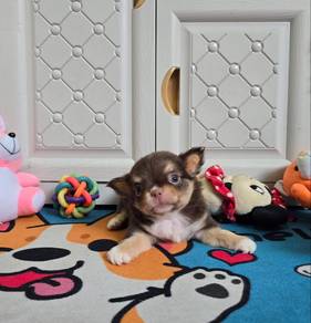 Long Coat Chiwawa Female