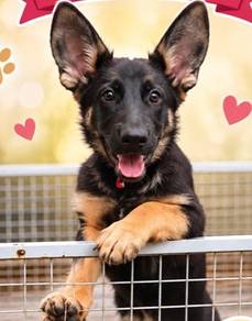 German shepherd