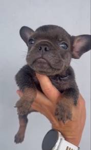 French Bull