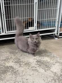 Super short Munchkin kitten
