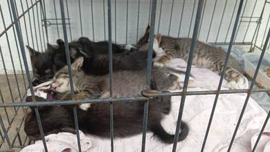5 kittens and a mother cat for adoption.