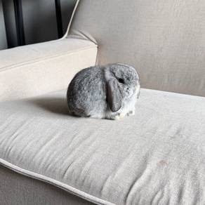 Holland lop bunny ear lop rabbit arnab
