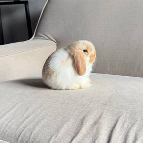 Holland lop bunny ear lop rabbit arnab