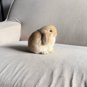 Holland lop bunny earlop rabbit arnab