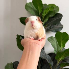 Teddy bear guinea pig tikus belanda