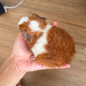 Teddy bear guinea pig tikus belanda