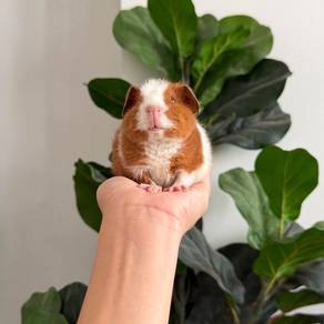 Teddy bear guinea pig tikus belanda