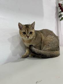 british short hair golden ny25 male