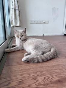 BSH For Rehome