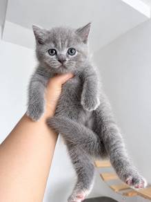 Munchkin Standard