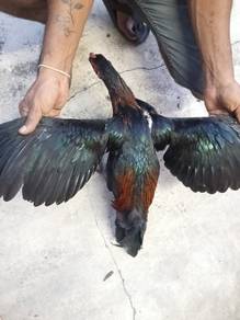 Ayam sabung 