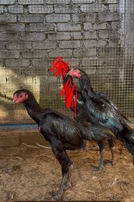 Ayam Ratu SG