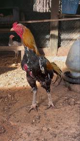Ayam Ratu LHK