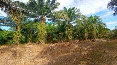 Ladang Kelapa Sawit Untuk Dipajak di Sugut, Sandakan, Sabah