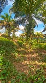 Ladang Kelapa Sawit Untuk Dipajak di Sugut, Sandakan, Sabah