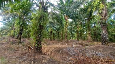 Ladang Kelapa Sawit Untuk Dipajak di Sugut, Sandakan, Sabah