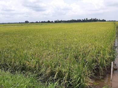 Tanah Sawah untuk Dijual