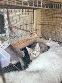 KITTEN BSH TABBY harga KOMBO 