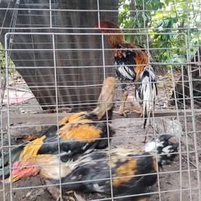 Ayam ratu murah